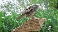 Roboter provoziert V&ouml;gel