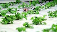 Harvestgeek bindet Pflanzen in die Cloud ein