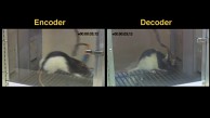 Ratten kommunizieren von Gehirn zu Gehirn
