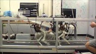 Roboter Cheetah zum ersten Mal auf dem Laufband