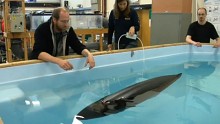 Gymnobot - vom Fisch inspirierter Roboter