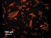 Papier aus Peptiden im Elektronenmikroskop