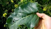 Simple Living - Picking a Wild Salad
