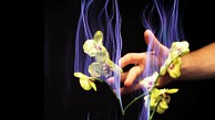 Botanicus Interacticus - Trailer (Siggraph 2012)