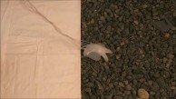 Softbot tarnt sich - Darpa