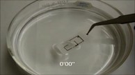 Transient Electronics - eingetaucht