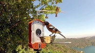 Birds Photo Booth - Vogelhäuschen mit Kamera
