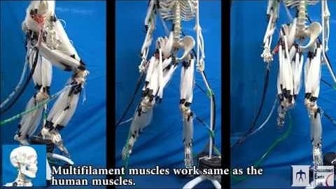 Skelett mit knstlichen Muskeln - Suzumori Endo Lab - Video.Golem.de