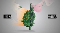 Die Unterschiede von Indica und Sativa (Herstellervideo)